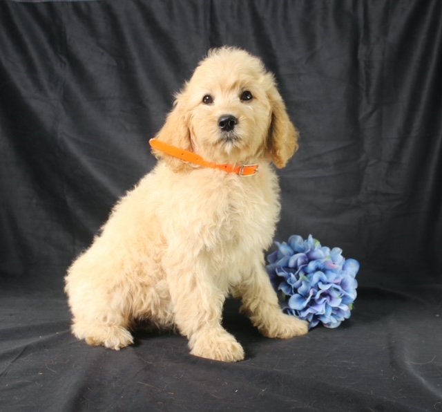 puppy, for, sale, Cavapoo, Ivan J. Stoltzfus, dog, breeder, Dornsife, PA, dog-breeder, puppy-for-sale, forsale, nearby, find, puppyfind, locator, puppylocator, aca